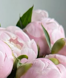 Reference: pale peonies